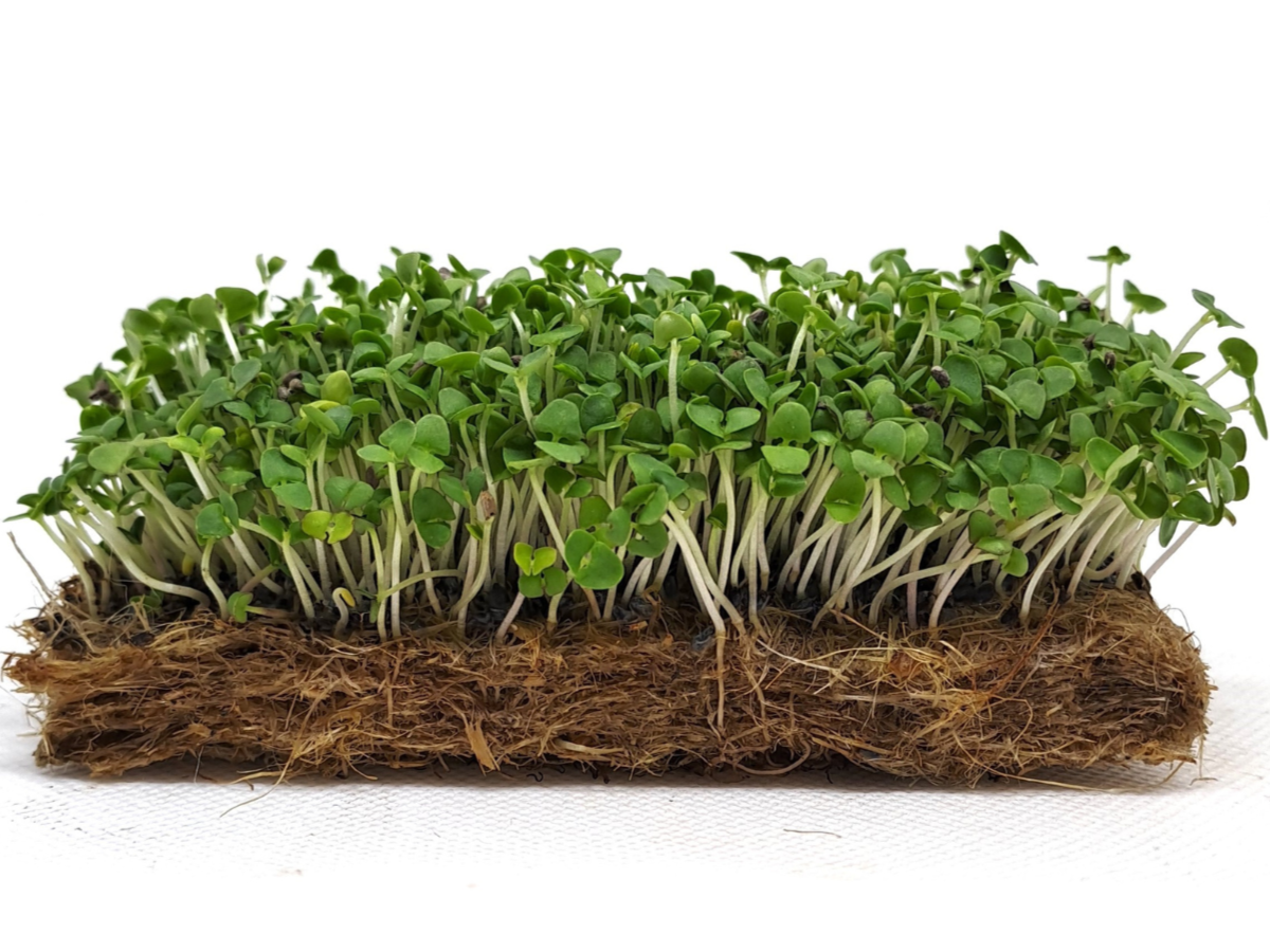 bazalka zelena italska microgreens